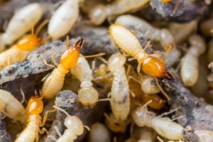 Termites up and close