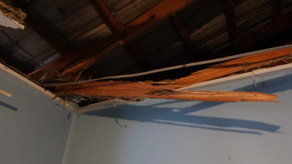 Brisbane Homeowners Worst Nightmare! So Much $$$ Termite Damage! 1 Roof trusses colapse