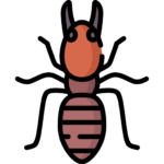 soldier termite