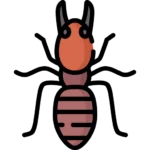 Home Page 5 soldier termite